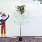 Tyčinkovec kopijovitolistý (Callistemon pallidus) ´BIANCO´ PENDULA - výška 200-220 cm, kont. C15L -  NA KMIENKU, biely